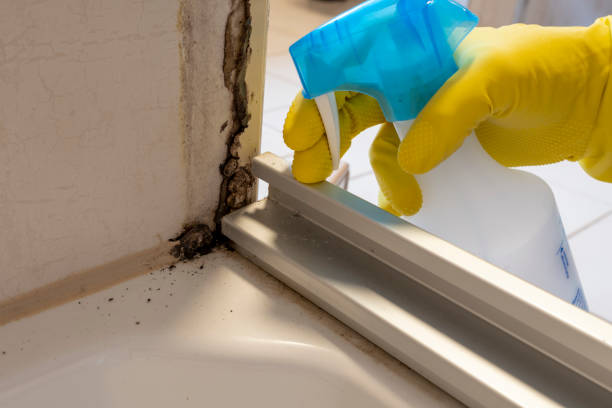 Attic Mold Removal