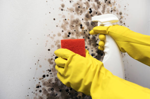 Professional Mold Removal in Patterson, LA